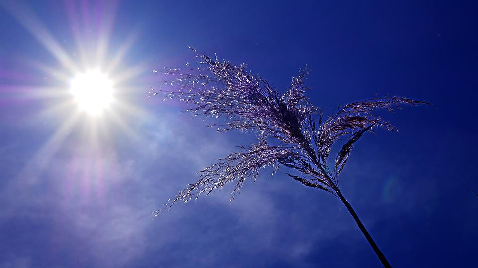 canicule2022-2.jpg