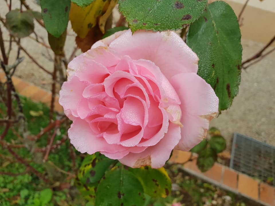 fleur31102020.jpg