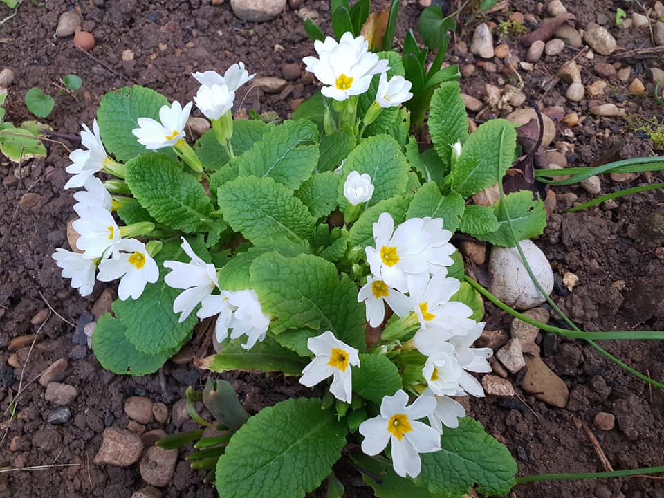 fleur05022021.jpg