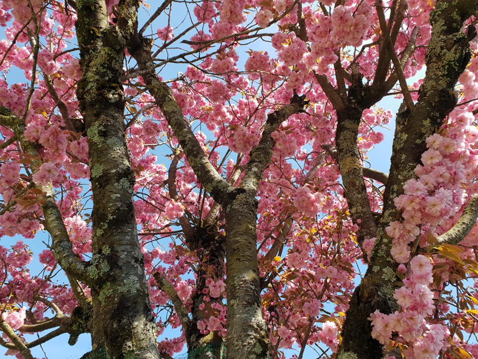 prunus11042022-2.jpg
