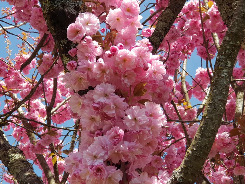 prunus11042022.jpg